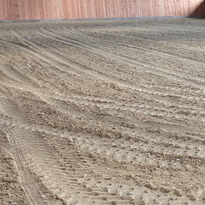sand flies